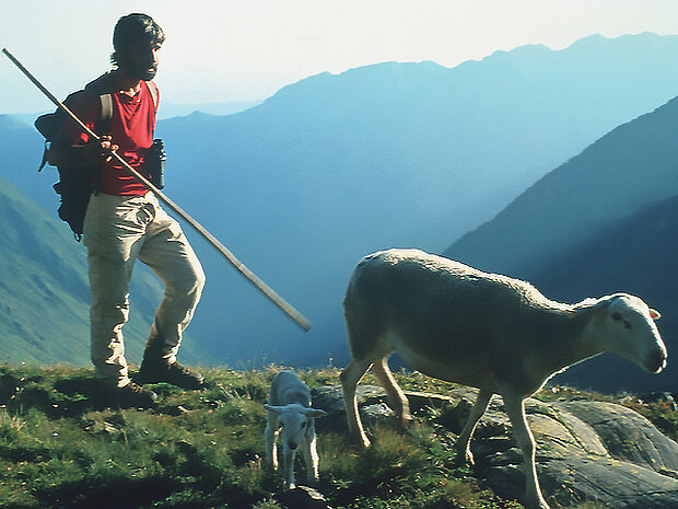 sur le Mont Vallier, un berger guide un mouton suivi de son agneau