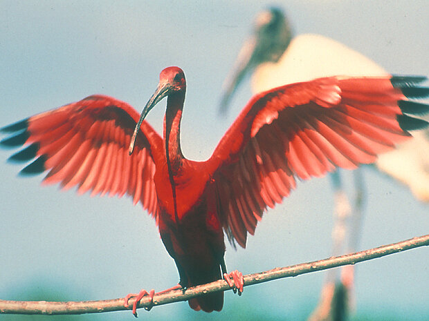 un ibis rouge les ailes grandes ouvertes devant une aigrette neigeuse, documentaire Santa-Maria des Oiseaux