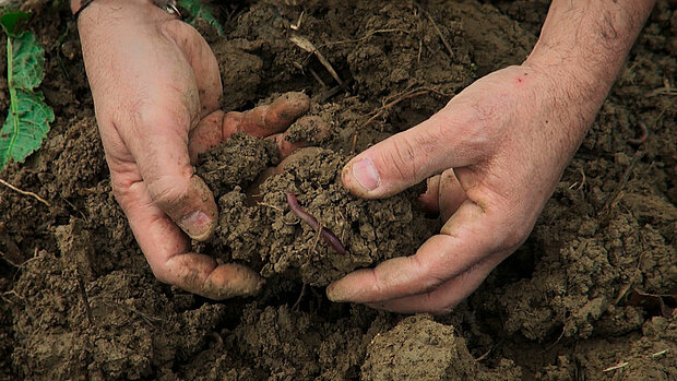les mains d'un agriculteur tiennent une motte de terre dans laquelle se trouve un vers de terre dans le film Prendre soin de la terre